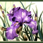 Elsa Williams's Grape Iris