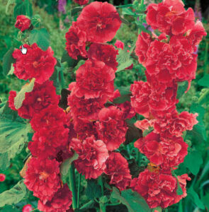 Chaters Double Red Hollyhock