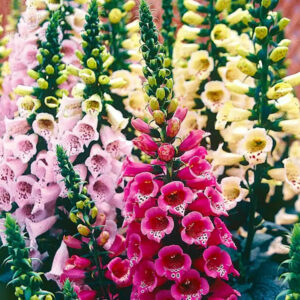 Foxglove Seeds Excelsior Hybrid Mixed Colors
