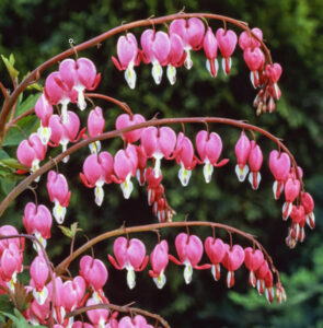 Old-Fashioned Bleeding Heart (Pink)