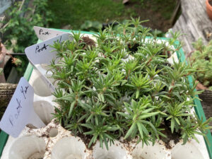 Portulacas planted 3 seeds in each of 16  plug on April 12.  Photo May 21