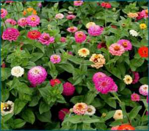 Zinnia Seeds Cut and Come Again Mix
