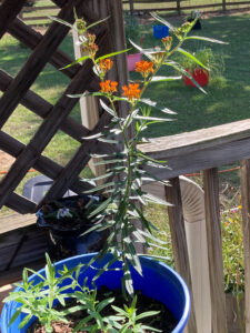 butterfly weed from seed