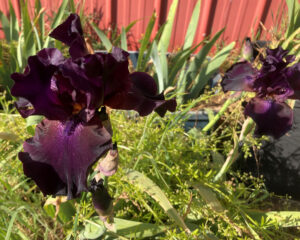 almost black (purple) irises