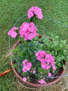 Sweet William bright pink, American Meadows. Direct sow fall 2021, photo 5 22 2022