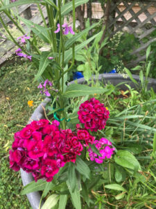 Sweet William dark pink, American Meadows. Direct sow fall 2021, photo 5 22 2022
