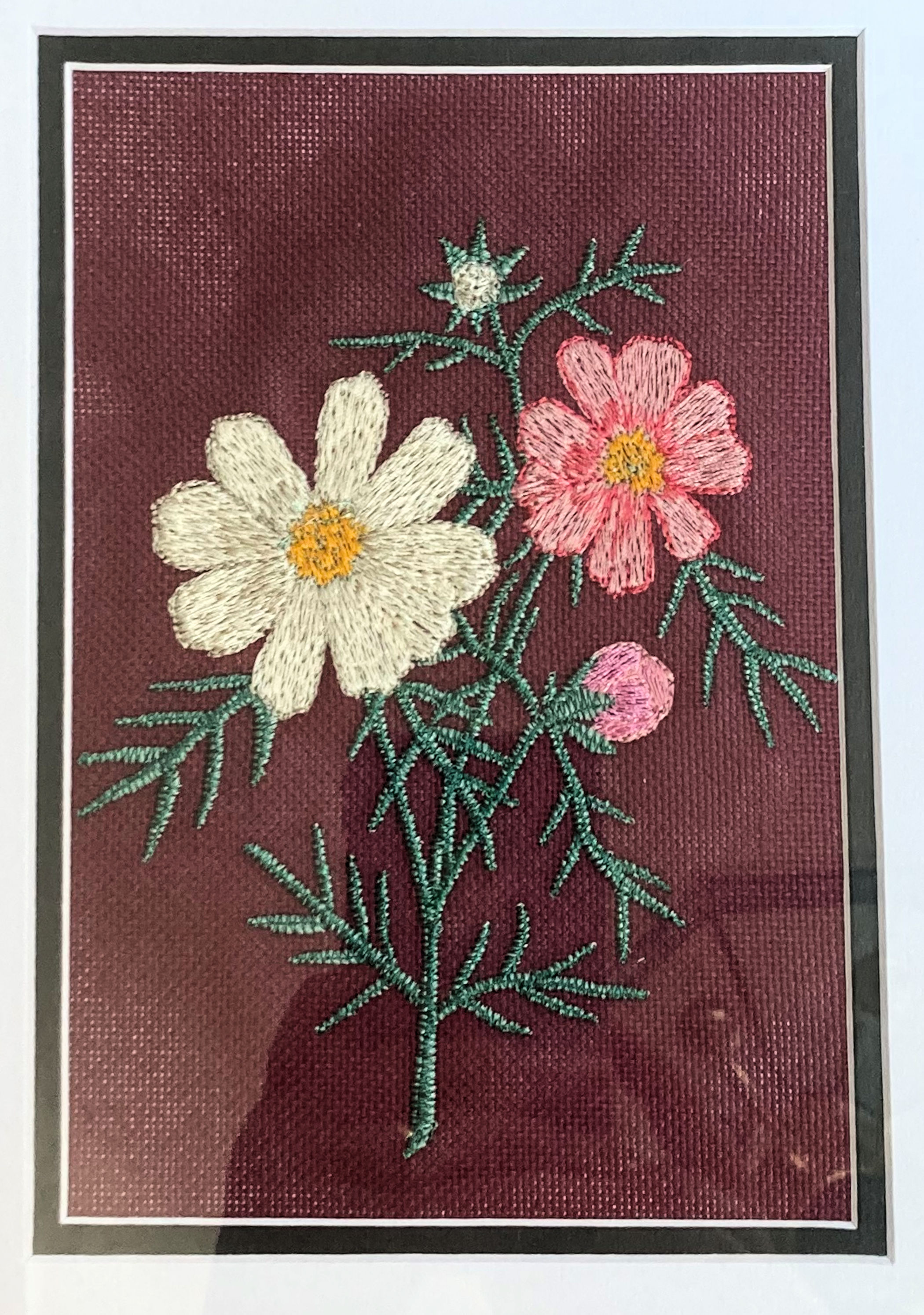 Cosmos spray closeup