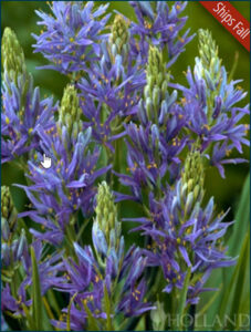 Camassia or Wild Hyacinth bulbs