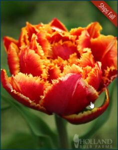 Crystal Beauty Fringed Double Late Tulip