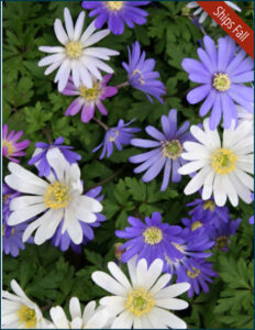 Grecian Windflower or Mixed Anemone