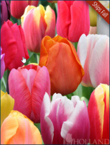 Pastel Mix Triumph Tulip