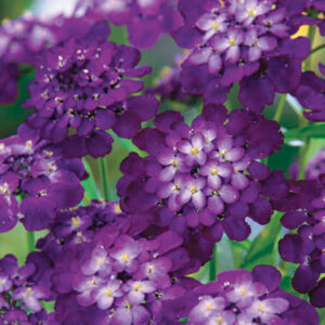 Purple Rain Candytuft Seeds
