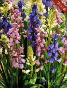 Wood Hyacinths Mix (Spanish Bells)