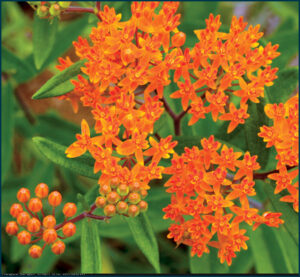 Butterfly Weed seed
