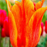 Brecks El Nino Tulip