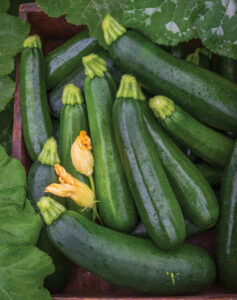 Burpee summer squash zucchini