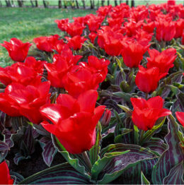 Brecks Red Riding Hood Tulip