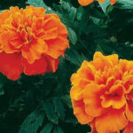 Janie Deep Orange Marigold seeds, 50 seeds, Park 04 14 2022