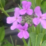 purple tall phlox flower 2 5 5 2022
