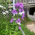 purple tall phlox flower 5 5 2022