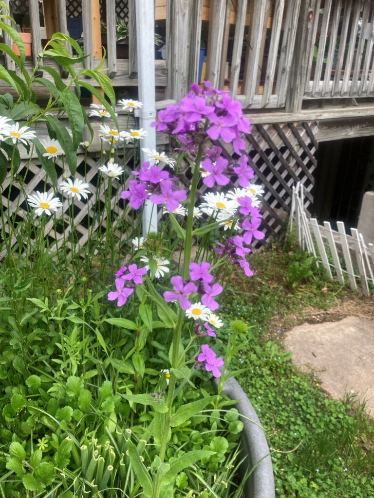purple tall phlox flower 5 5 2022