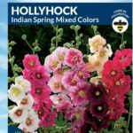 Hollyhock Indian Spring
