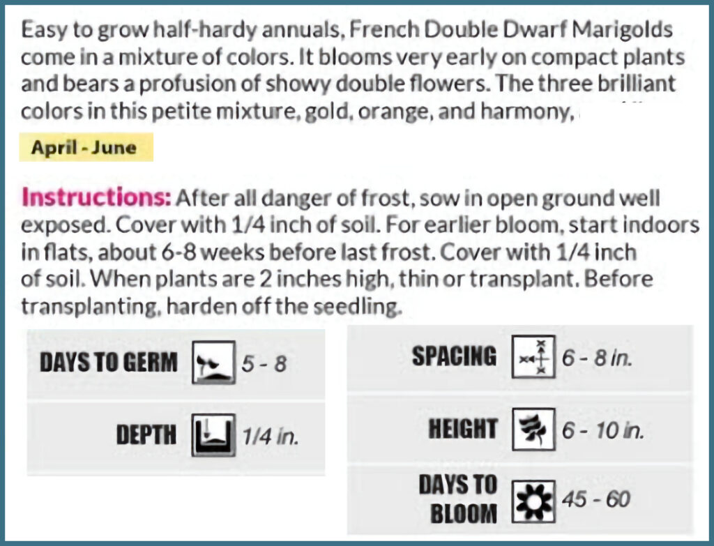 Marigold French Double Dwarf