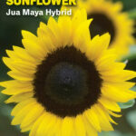 Sunflower Jua Maya