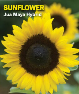 Sunflower Jua Maya
