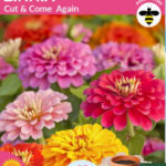 Zinnia Cut and Come