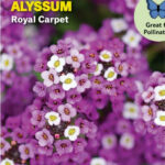 alyssum purple
