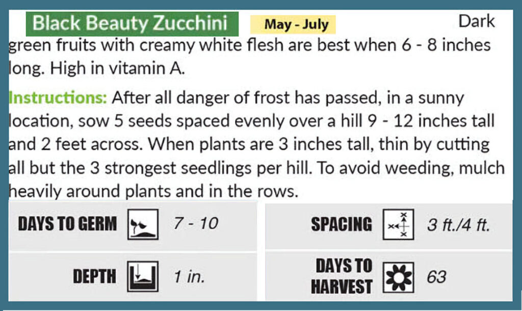 Bush Zucchini Squash