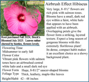 Airbrush Effect Hibiscus