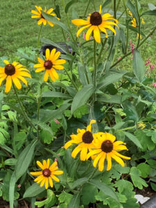 Black eyed susans July 2025