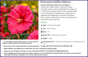 watermelon hibiscus
