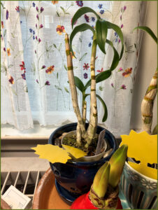 Red Dendrobiums orchids received 10 21 2024
