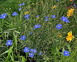 Blue tiny flowers