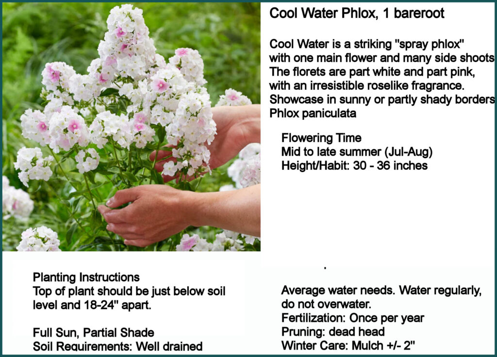 Cool Water Phlox