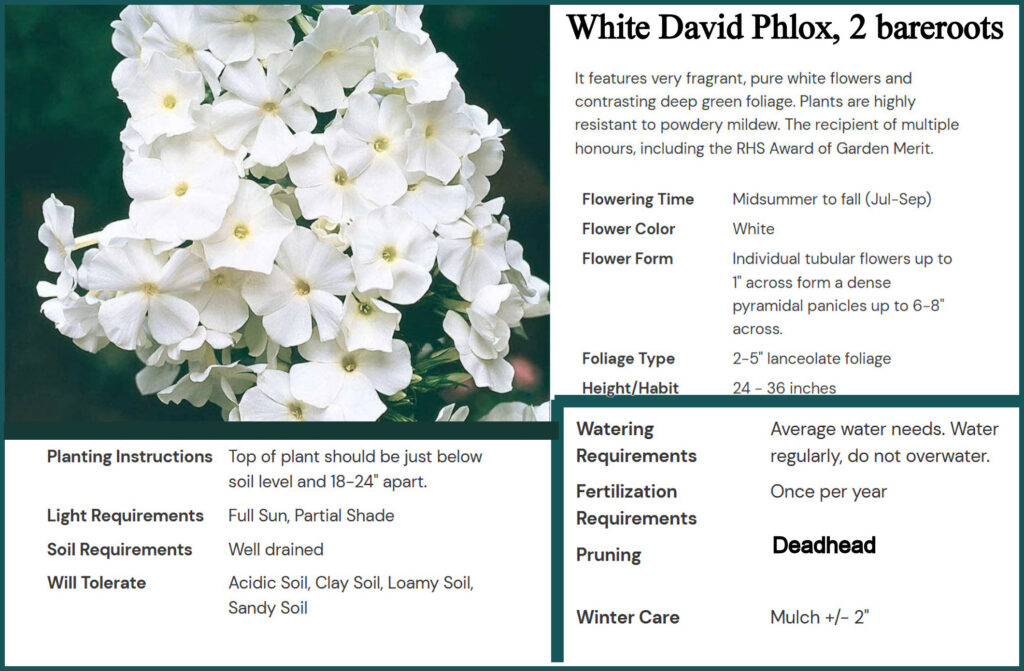 DAVID PHLOX 2 roots