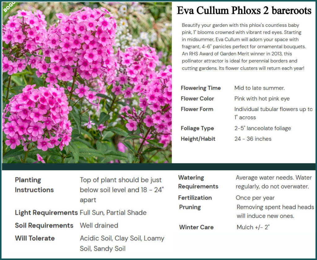 Eva Cullum Phloxs 2 bareroots