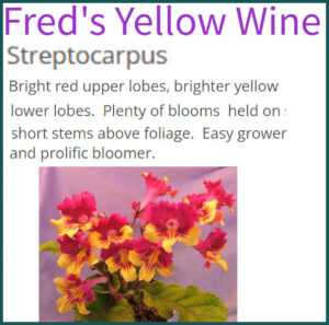 Fred's Yellow Wine.