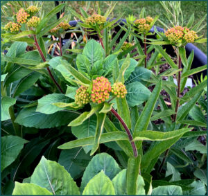 Garden 5 Asclepias, May 16th.