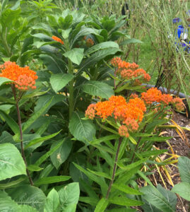 Garden 5 Asclepias June 6th