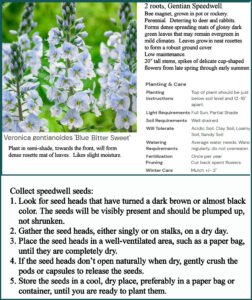 Gentian Speedwell, purchased bareroot May 13, 2025 from Breck’s. Placed the 2 roots individually into pots, grow front deck in the raise wood garden table.