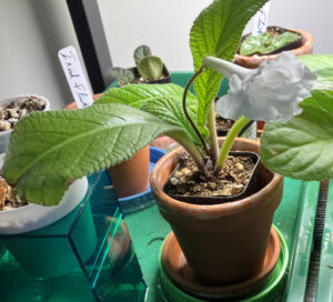 Heartland's Snow Crystal Large, lightly fluted, semidouble crystal-white blooms. Medium green foliage. Good grower and bloomer. Shown June 22, 2025. Streptocarpus.