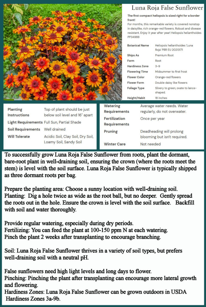 Luna Roja False Sunflower 6 roots