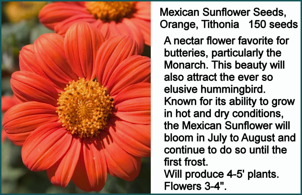 Mexican Sunflower Seeds, Orange, Tithonia