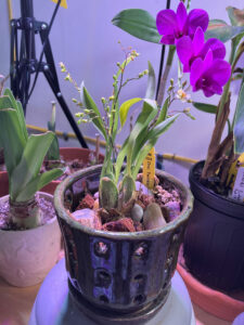 Oncidium Twinkle blooms cream Jan 2025
