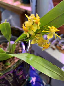 Oncidium Twinkle blooms yellow Jan 2025