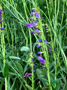 Rocky Mountain Penstemon mixed in with the bright carnations Garden 4